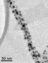 Tobacco mosaic virus