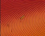 Glass rod on motor-containing crystal