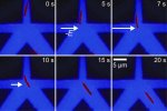 Images from an experiment where a single microtubule is steered between 5 and 10 s.