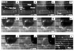 Three series of photos (A&amp;ndash; D, E&amp;ndash; H, I&amp;ndash; K) show the elasticity and extensibility of fibrin fibres, a main component of blood clots. The last photo (L) shows a representative clot used for fibre experiments.