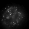 Transport of coated nanoparticles