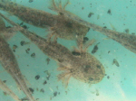 Amphibian larvae