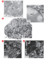 Exposing cells to SWNTs