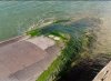 Marine biofouling