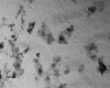 Nanotubes interact with rat muscle cells