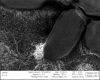 Nanotubes interact with E. Coli