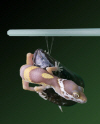 Gecko on mussel