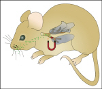 Nanomagnetosols