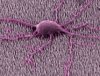 PC12 neuron cells on CNF substrate