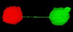 Nanotube links