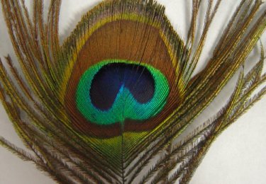 Peacock feather
