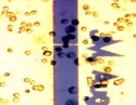 Part of the singe-walled carbon nanotube transistor array