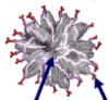 Virus elimation using carbon nanohorn complexes