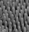 SEM images of a cicada wing