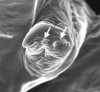 Embedded nanoparticles