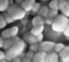 SEM images of printed nanoparticle ink tracks