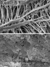 Single-walled carbon nanotubes in action