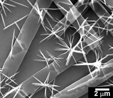 SEM image of iron oxide nanobelts and nanowires