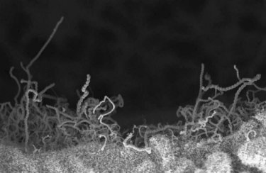 Multiwalled carbon nanotubes grown on a titanium surface