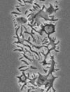 Chiral structures written in fused silica