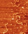 DNA molecules deposited onto mica