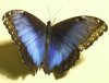 Morpho butterfly