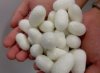 Silk worm cocoons