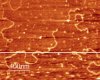 DNA molecules deposited onto mica