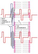 Schematic view