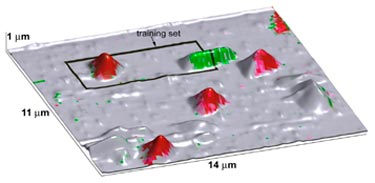 Functional recognition:  <i>M. lysodeikticus</i> (red) and <i>P. fluorescens</i> (green)