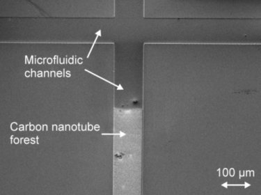 Carbon nanotube forest