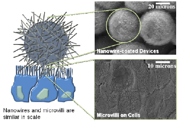 Cell-nanowire interface