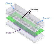 Adhesion under shear flow