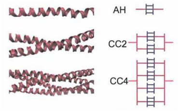 Alpha-helical protein filaments