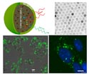 Up-converting nanoparticles