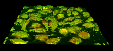 Nanodiamonds