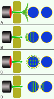 Speeding up drug uptake