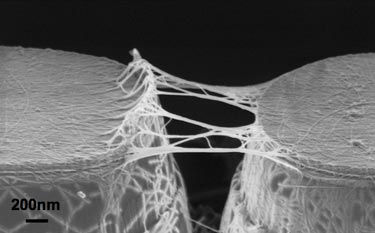 Sensing architecture: SWNTs on CMOS circuitry