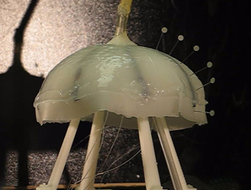 Robot jellyfish fuelled by hydrogen