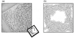 Whirling keratocytes