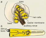 The cochlea