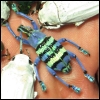 Rare insects