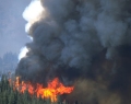 Forest fire detector