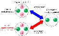 Four quarks