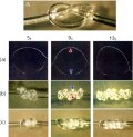 Torus knots