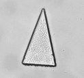 Moving a triangle
