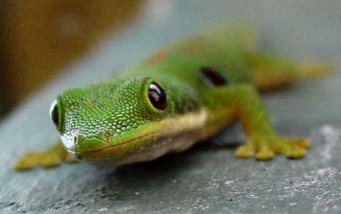 Gecko biomimetics