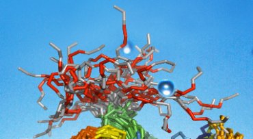A protein of many shapes