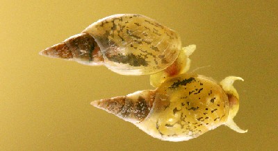 <i>Lymnaea stagnalis</i>