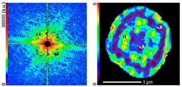 XDM image of a frozen cell